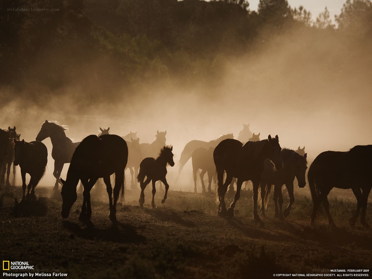 Mustangs in Dusty Light