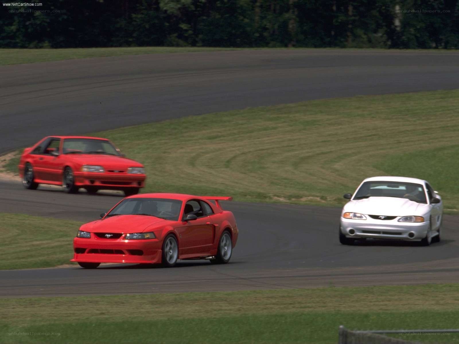 Mustangs racing on a track