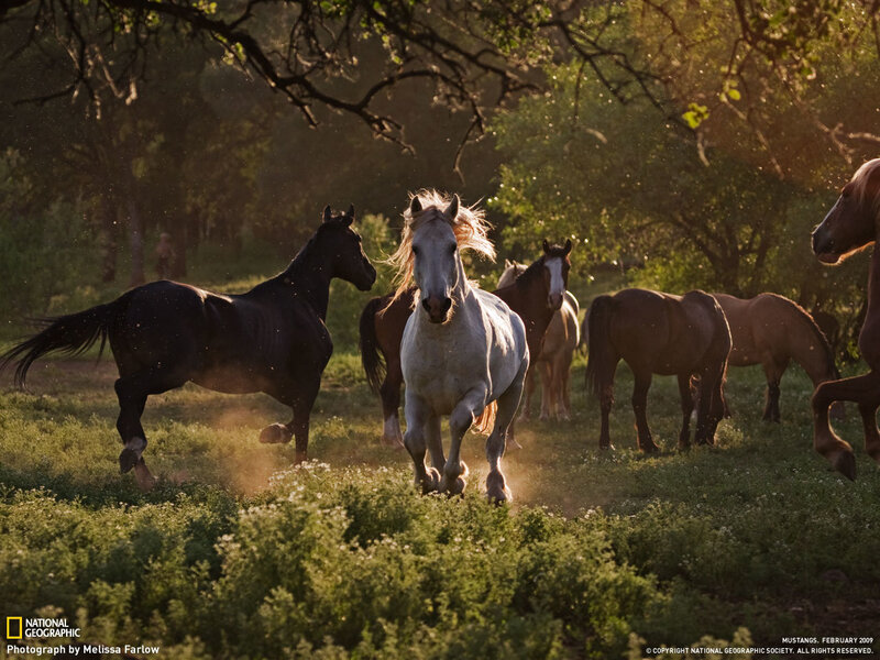Mustangs running in sunlight