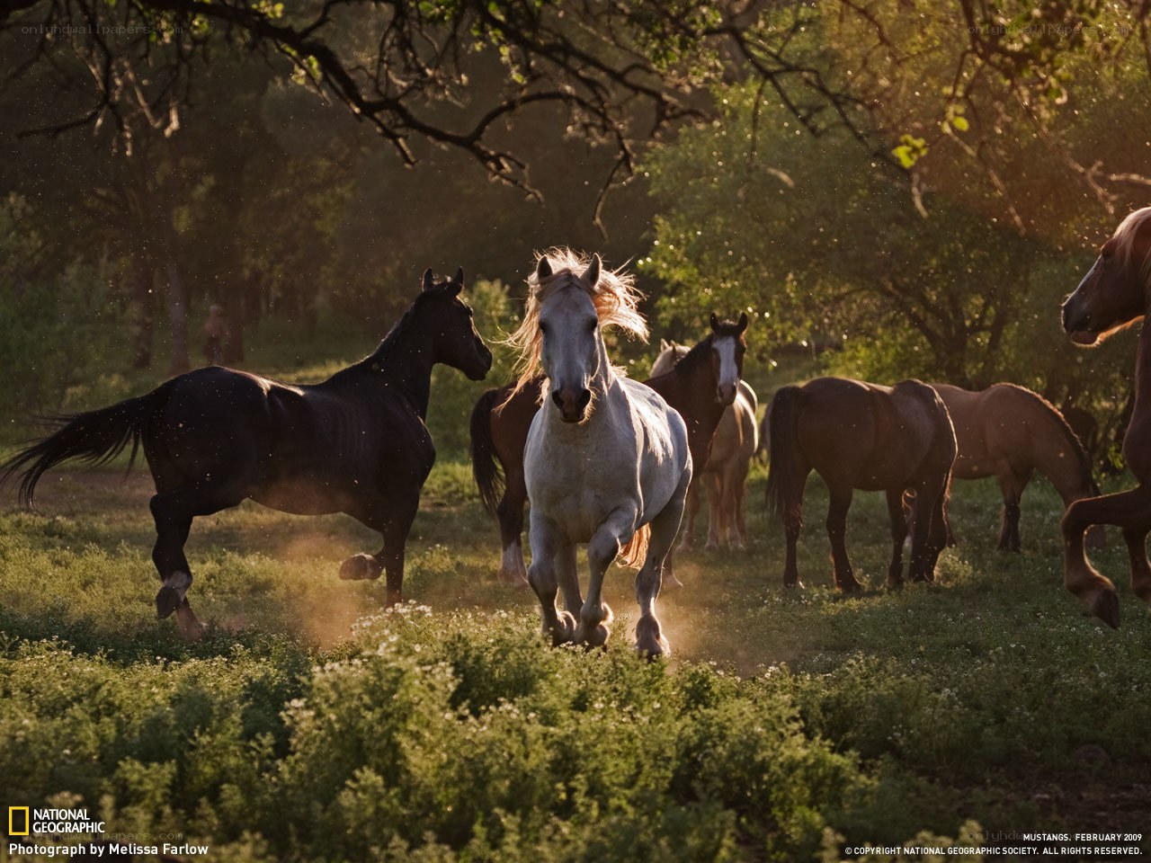 Mustangs running in sunlight