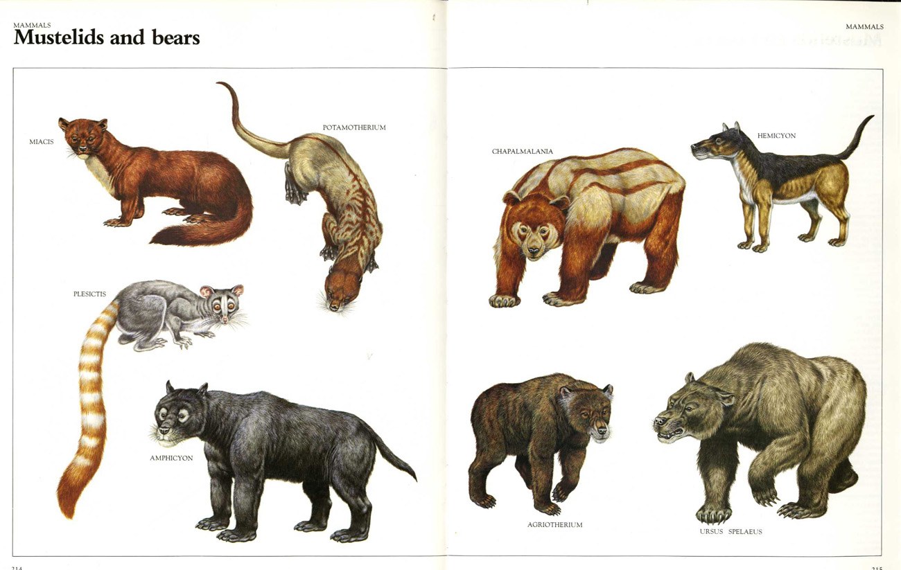 Mustelids and bears illustration