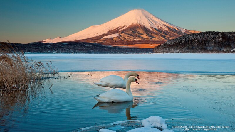 Mute Swans on Lake