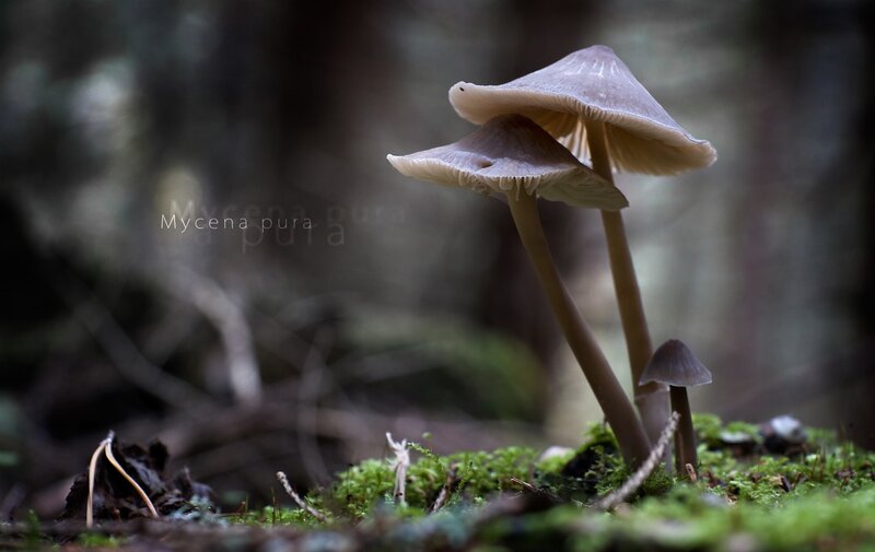 Mycena pura mushrooms in forest