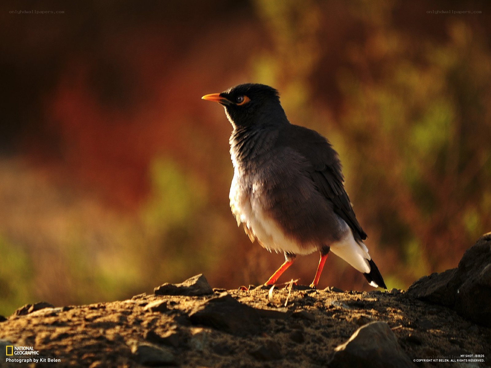 Myna bird on a rock