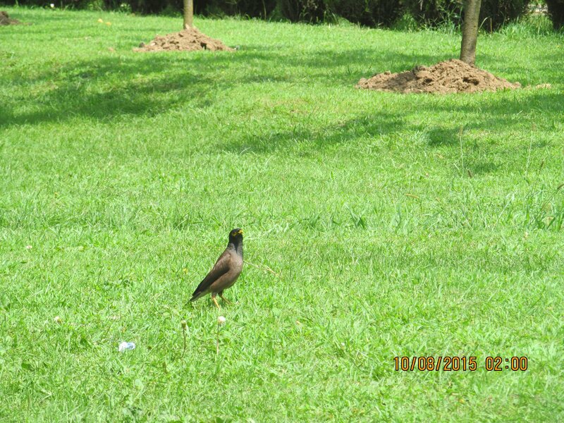 Myna Bird on Grass