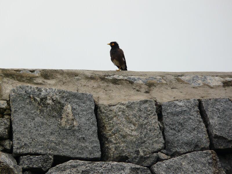 Myna Bird on Wall
