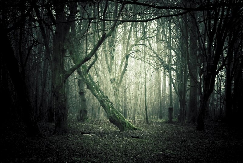 Mysterious forest at dawn