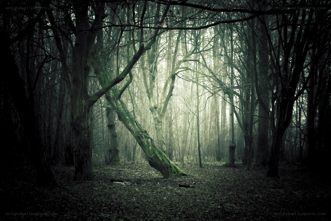 Mysterious forest at dawn