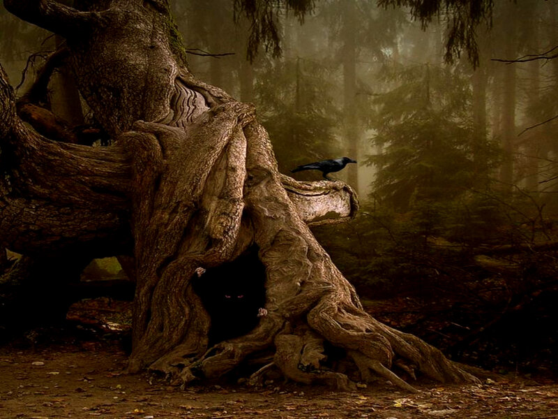 Mysterious forest with crow