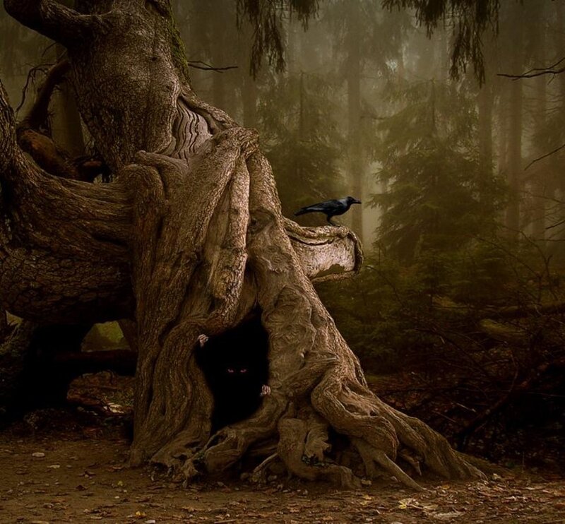 Mysterious forest with crow