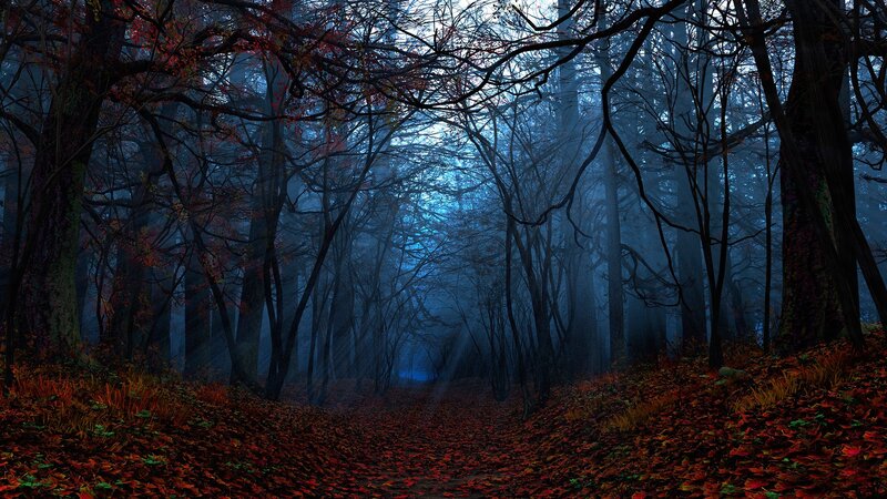 Mystical autumn forest path