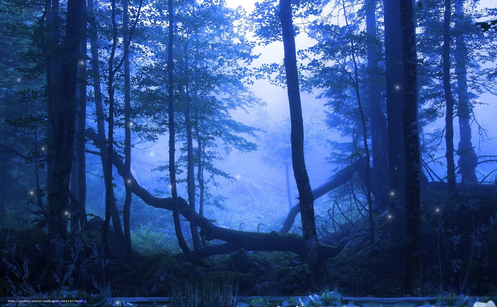 Mystical blue forest at night