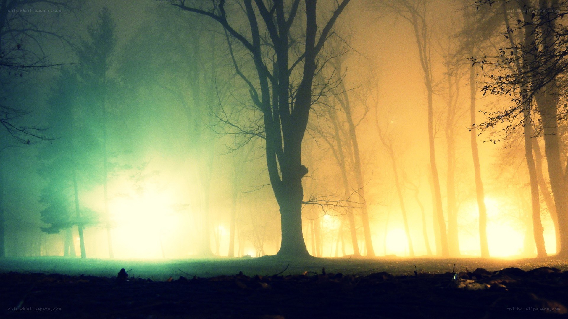 Mystical forest at dawn