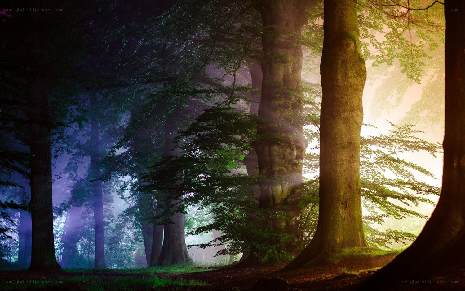 Mystical forest at dawn