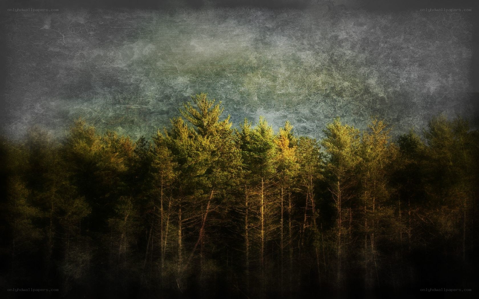Mystical forest at dusk