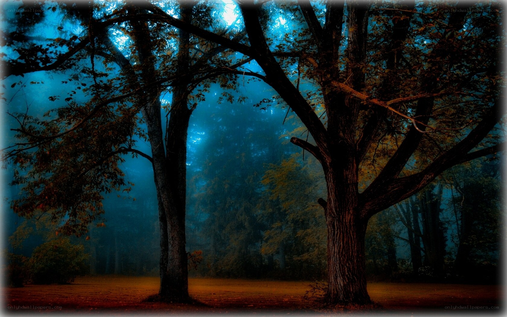 Mystical forest at dusk