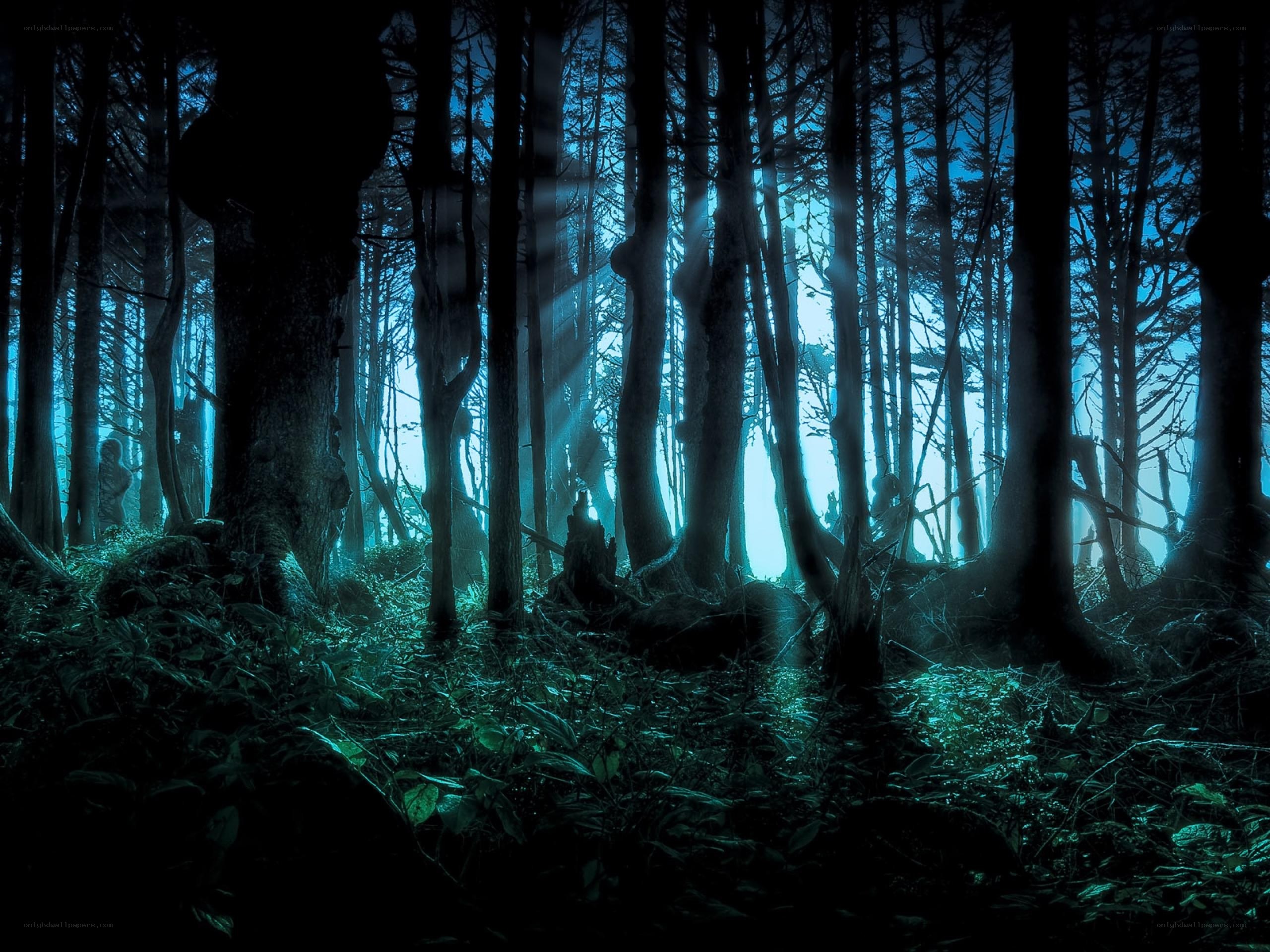 mystical forest at night