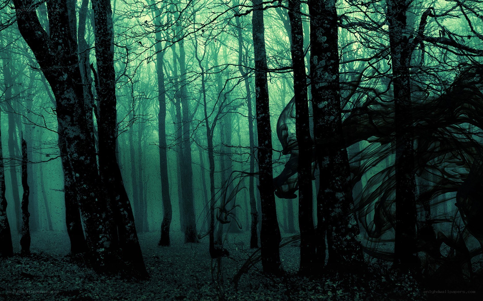 mystical forest at night