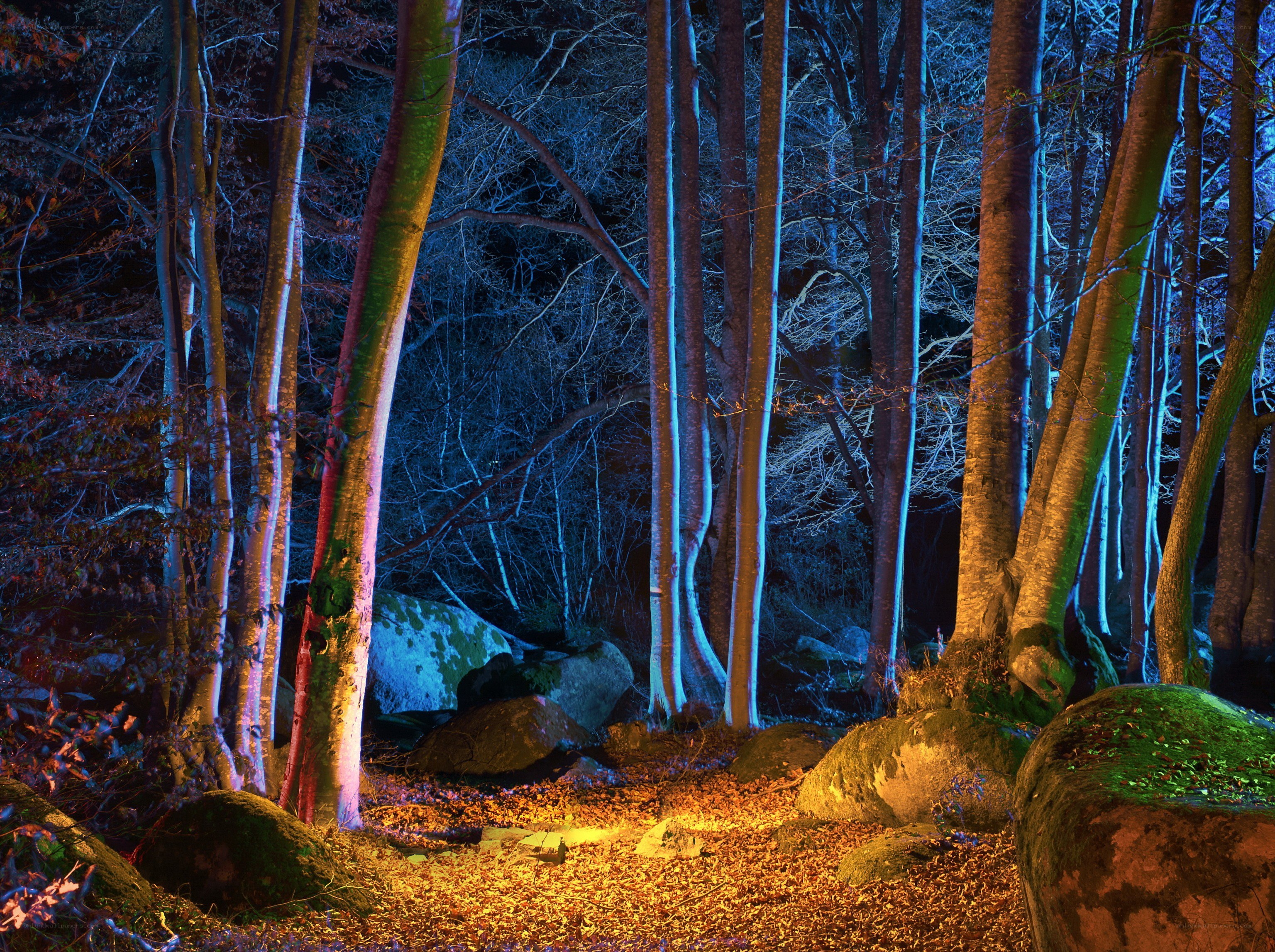 Mystical forest at night