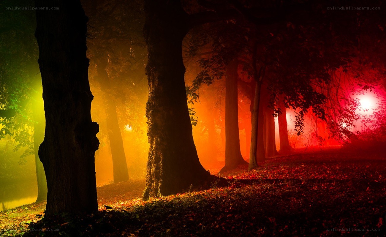 Mystical forest at night