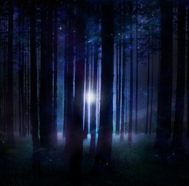 mystical forest at night