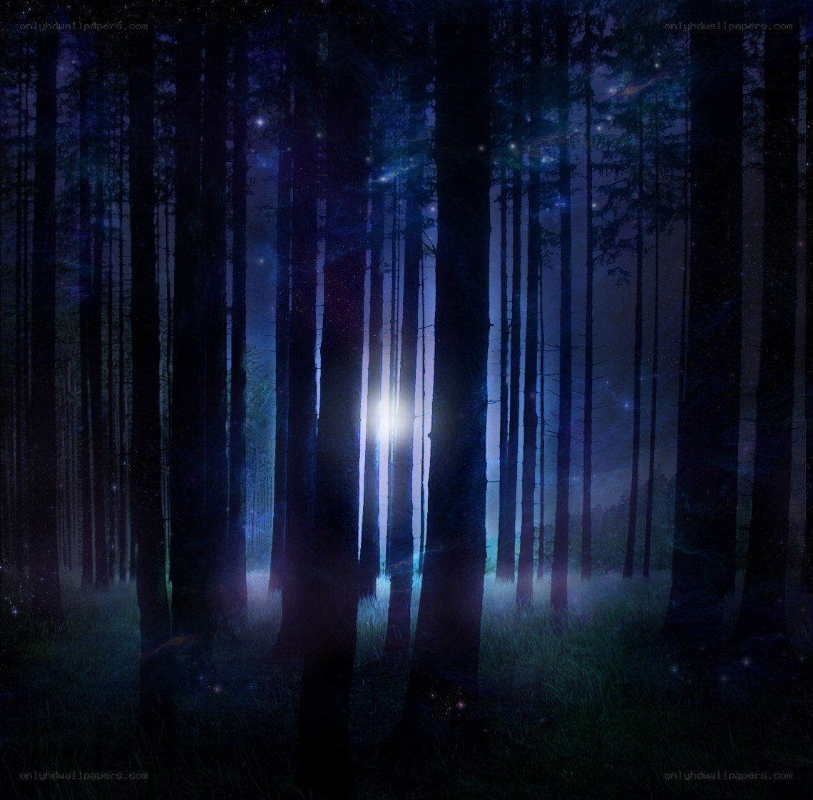 mystical forest at night