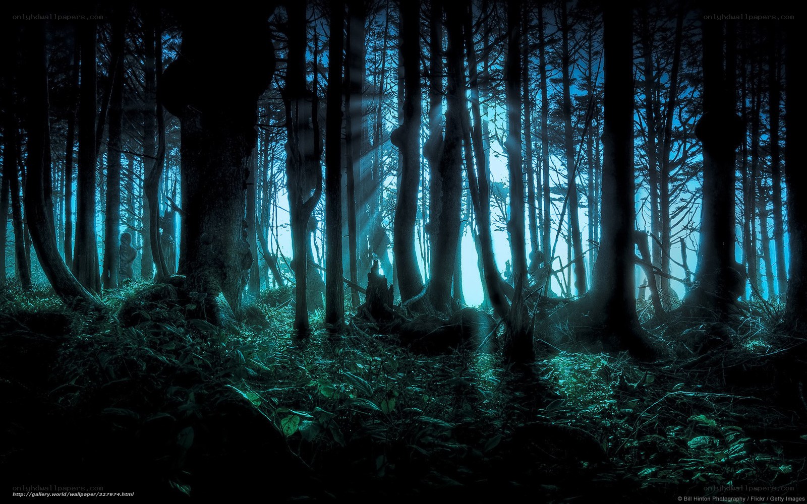 Mystical forest at night