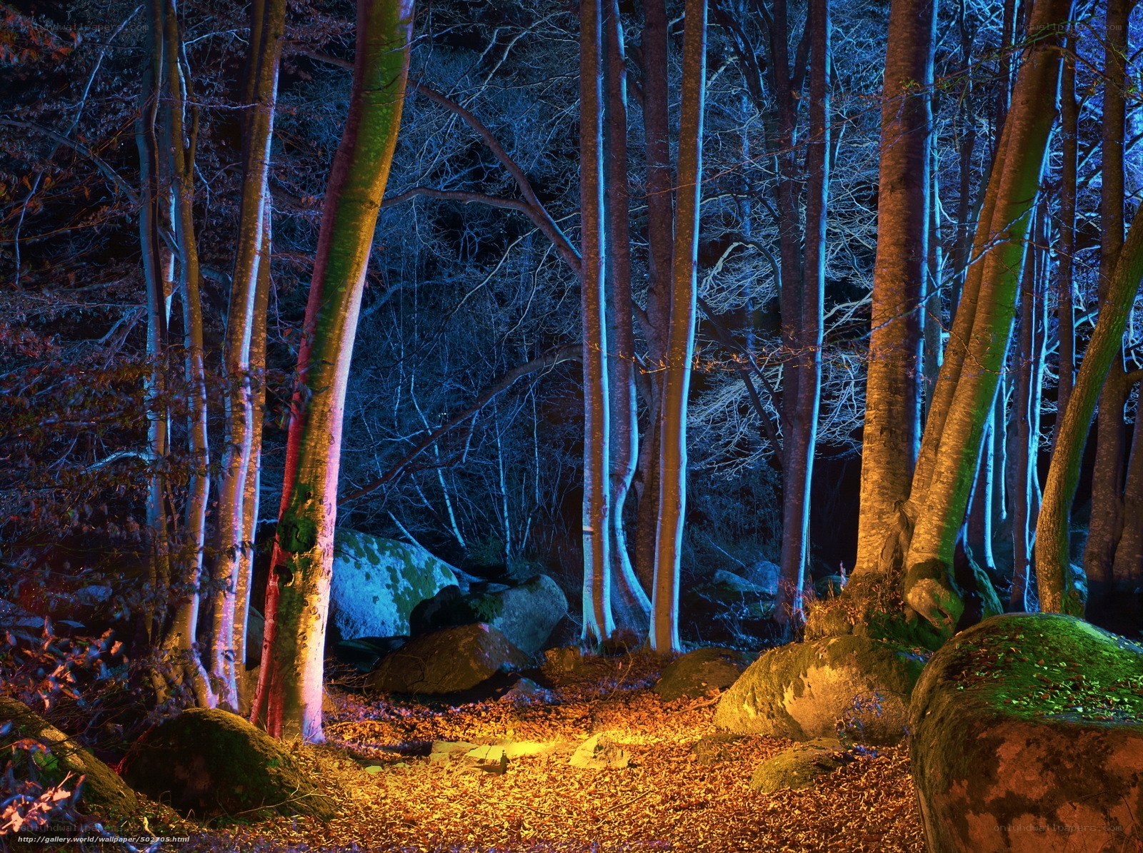 Mystical forest at night