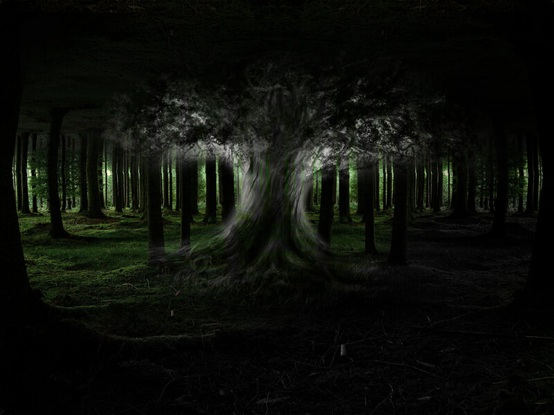 mystical forest at night