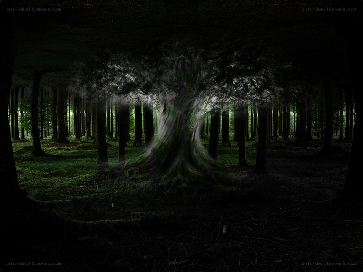 mystical forest at night