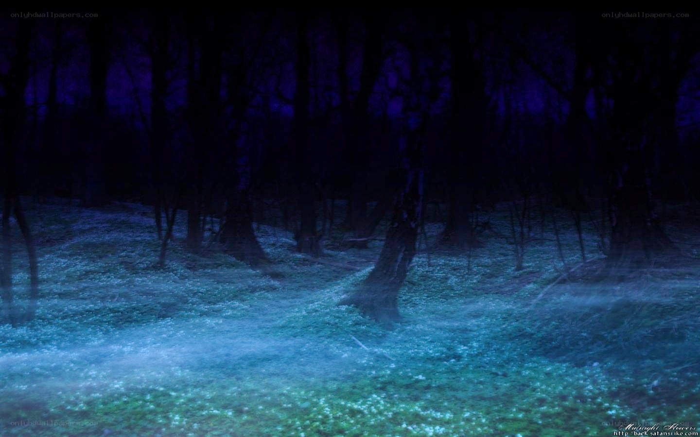 Mystical forest at night