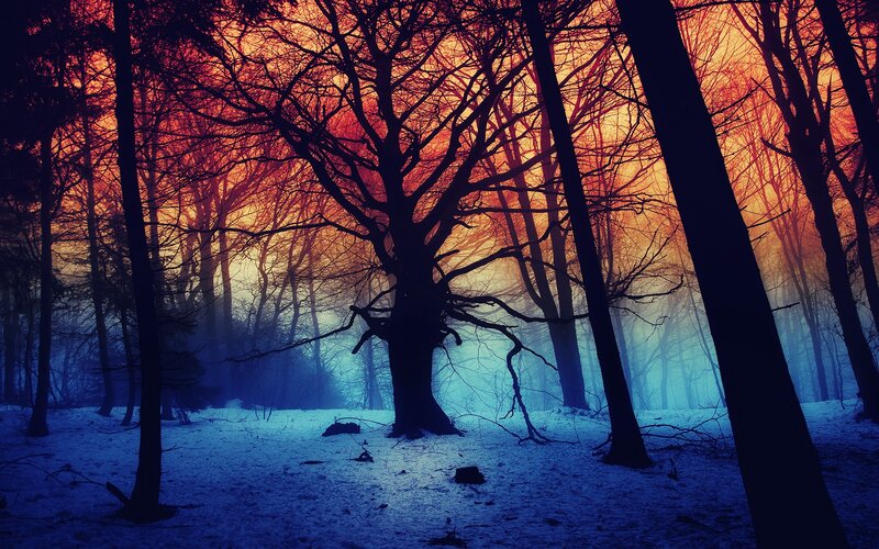 Mystical forest at sunset