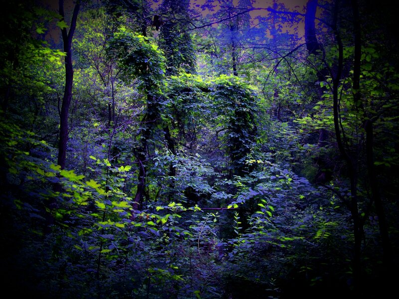 Mystical forest at twilight