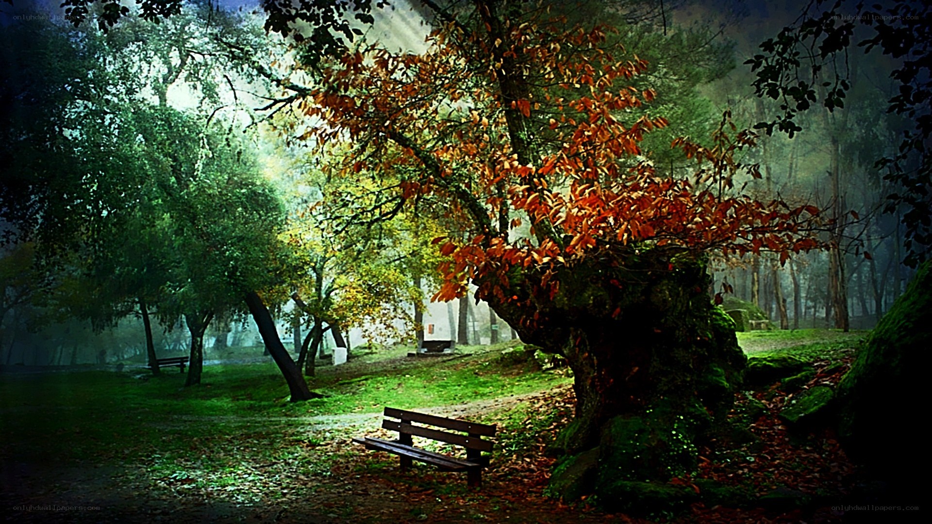 Mystical forest bench