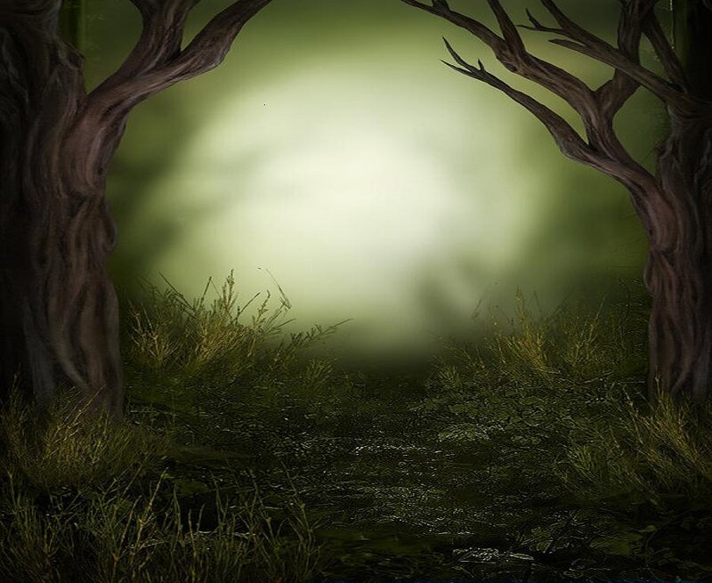 mystical forest clearing