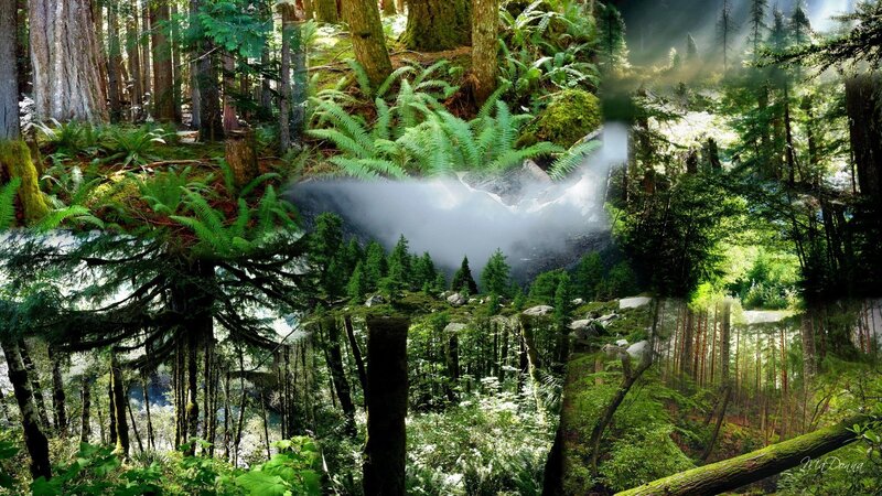 Mystical forest collage