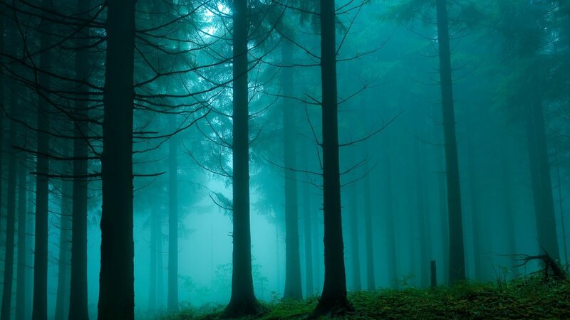 Mystical forest in fog