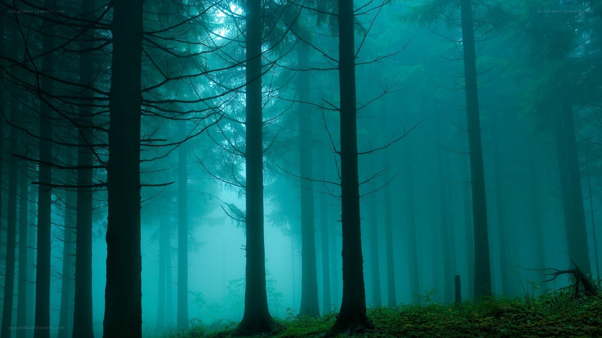 Mystical forest in fog