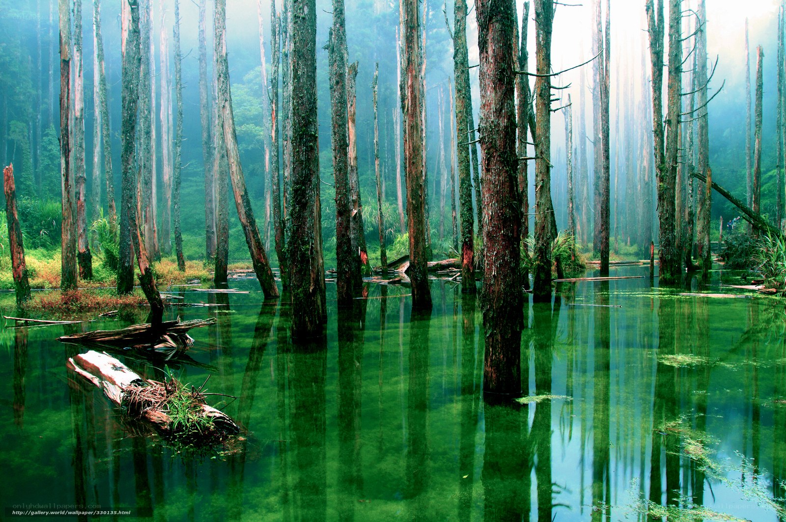 Mystical forest lake
