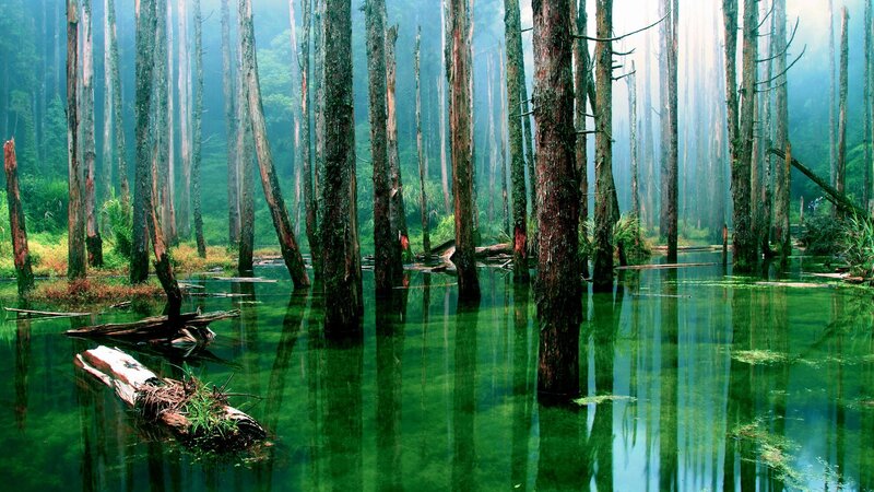Mystical forest lake