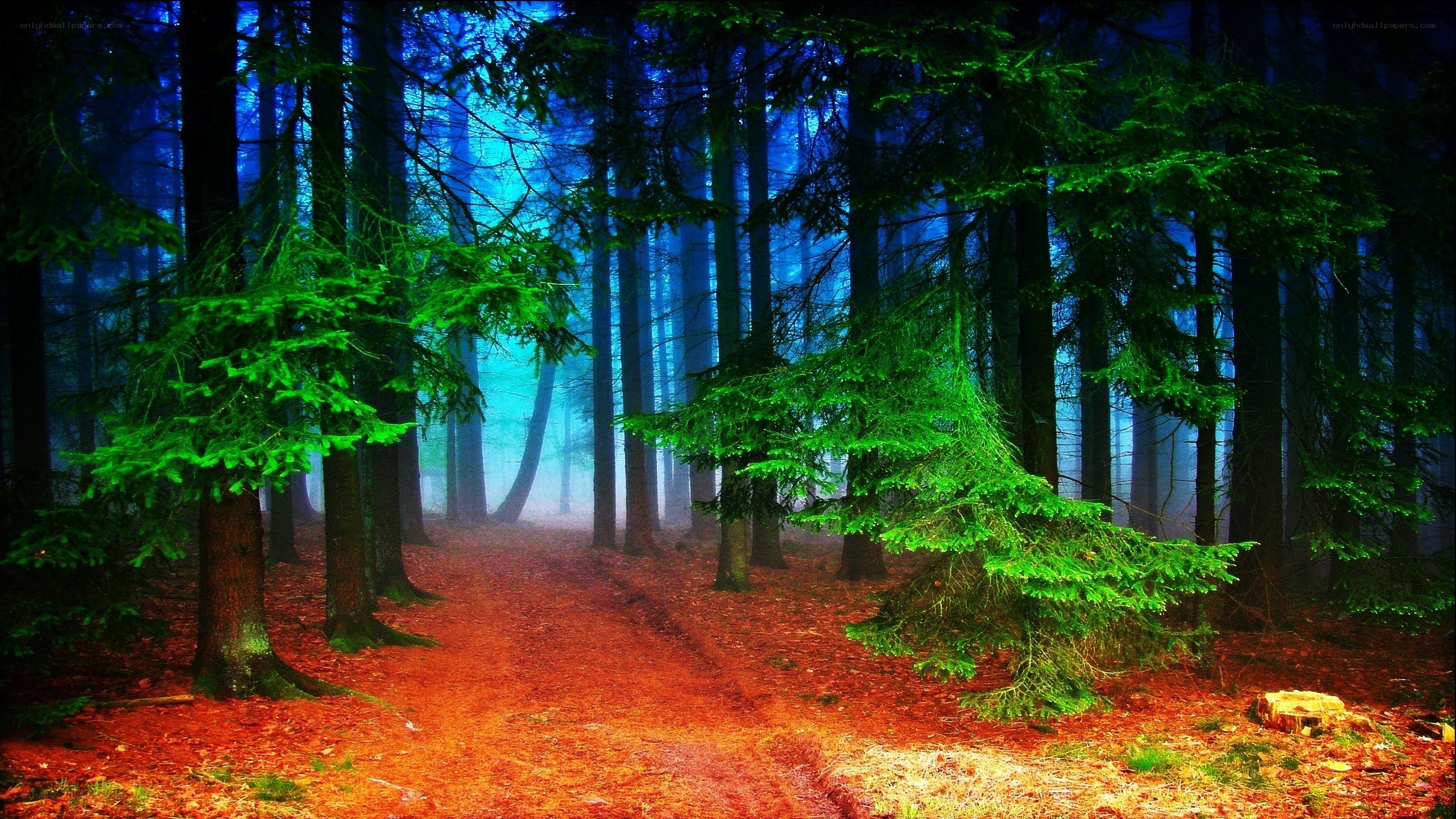 Mystical forest path