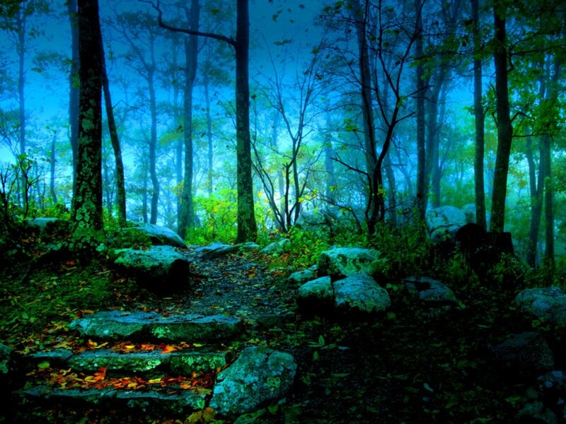 Mystical forest path