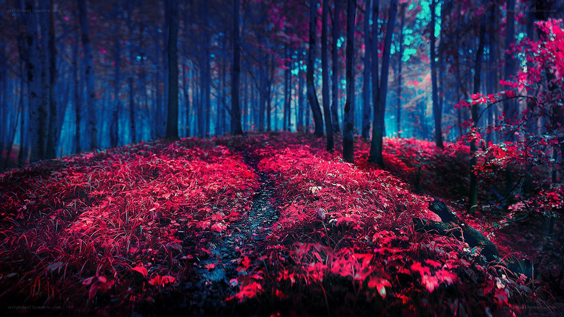 mystical forest path