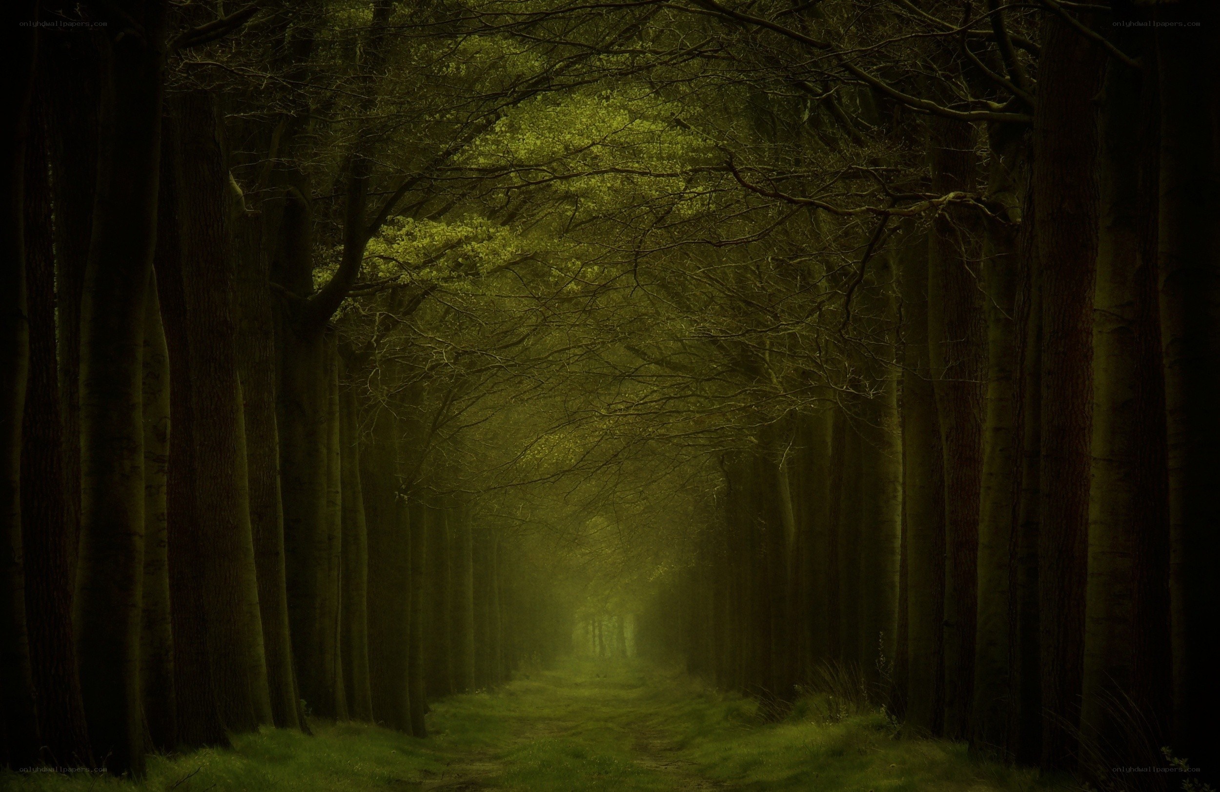Mystical forest path