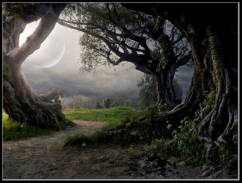 mystical forest path