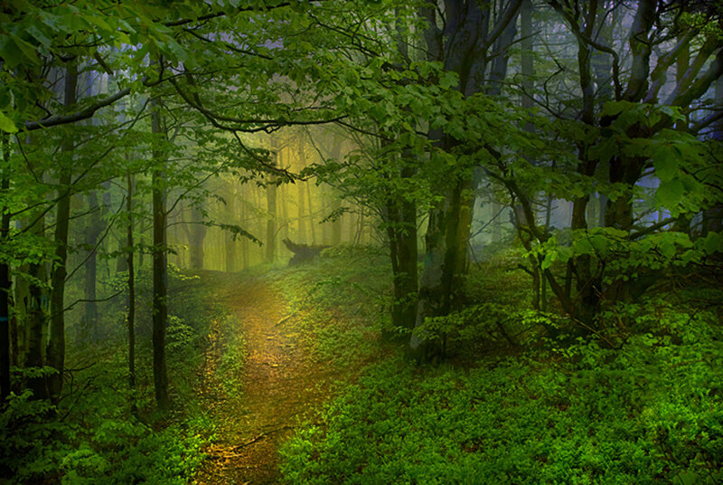 Mystical forest path
