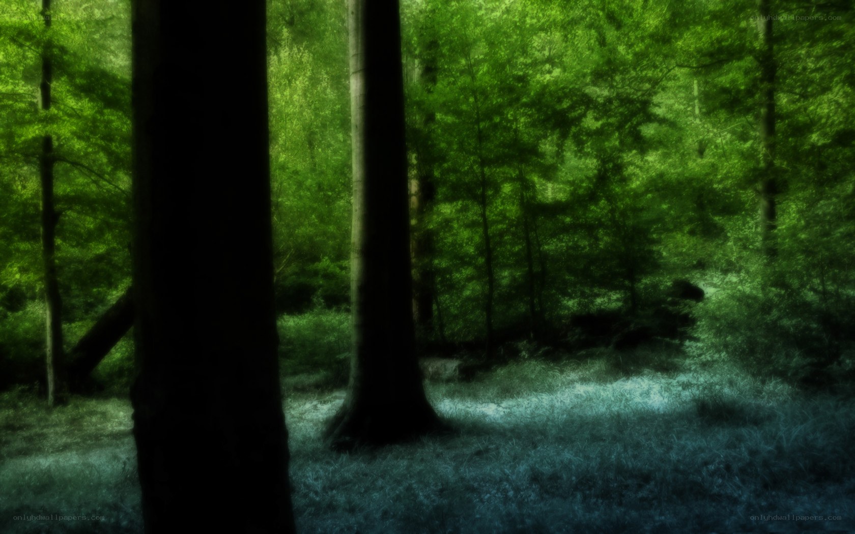 mystical forest path
