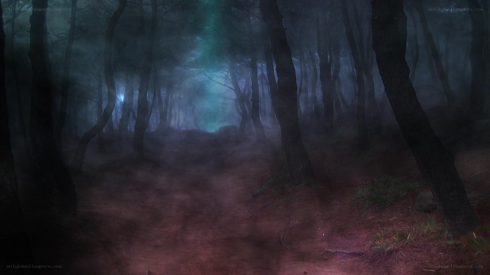 mystical forest path