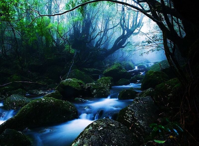 Mystical forest stream
