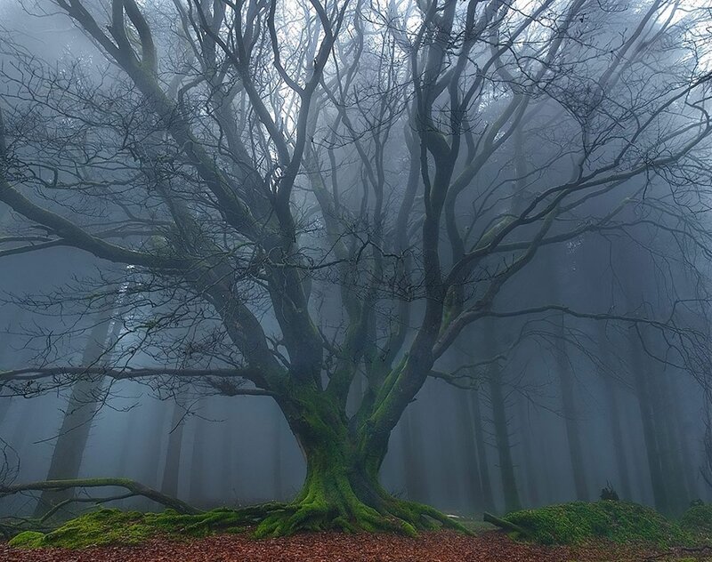 Mystical forest tree